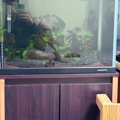 ニッソー　60ワイド水槽　セット