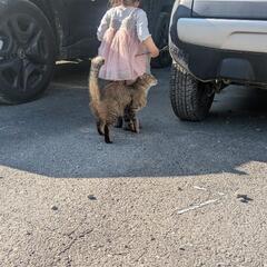 大分市生石にて迷いがいます - 手伝いたい/助けたい