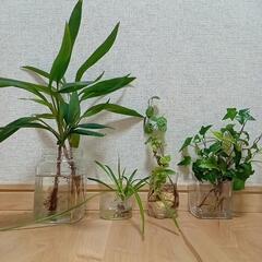 お譲り先決まりました　観葉植物　ガーデニングセット