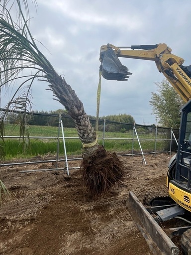 格安　ヤシの木　ココスヤシ　即日引き取り希望です！！ヤシノキ