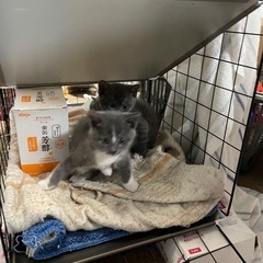 生後一ヵ月半の子猫