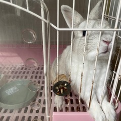うさぎ３才　個人