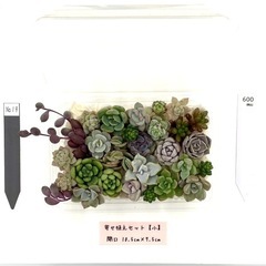 多肉植物 寄せ植え🉐セット小