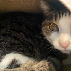 推定年齢12歳、ずっと山で地域猫として暮らしていたキジ白のちいみちゃん。余生をゆったりずっとのお家ですごさせてあげたい。 - 猫