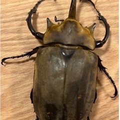 エレファスゾウカブトの幼虫1匹あたり