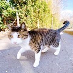 推定年齢12歳、ずっと山で地域猫として暮らしていたキジ白のちいみちゃん。余生をゆったりずっとのお家ですごさせてあげたい。 − 静岡県