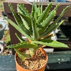 アロエ　多肉植物