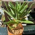 ランキングキーワードに紐づく投稿画像-多肉植物