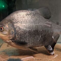 レッドコロソマ