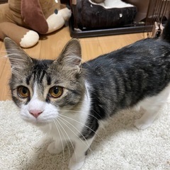 まん丸お目目のメス猫です