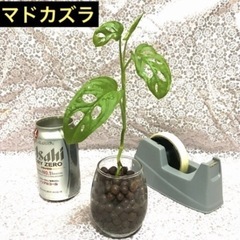 人気の観葉植物　マドカズラ　モンステラ　しっかり根張り　抜き苗