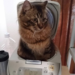 【里親さん募集】雑種_長毛の男の子 - 猫