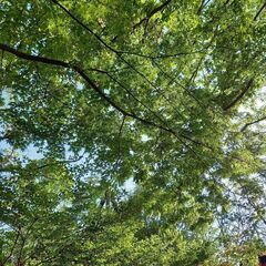オンライン　無料　浄化体験　～魂は崇高～　魂がある生き方　
