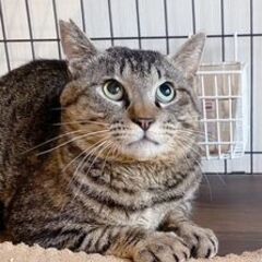 1歳のキジトラ　ししまる君。まだビビりつつ甘えたい気持ちが抑えき...
