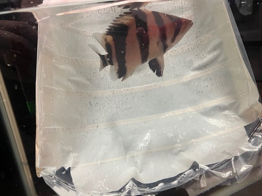 引き取り限定！極上ダトニオリアルバンド12センチ