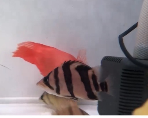 引き取り限定！極上ダトニオリアルバンド12センチ