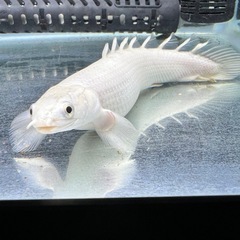 プラチナ系ポリプテルスセネガルス　熱帯魚