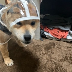 犬用リッチェルキャンピングキャリーファイン&クリアカッパの画像