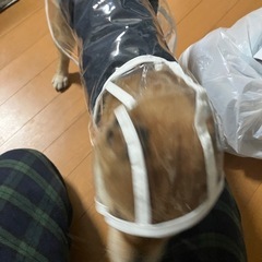 犬用リッチェルキャンピングキャリーファイン&クリアカッパの画像