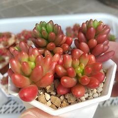 多肉植物 アップルベリー ！！