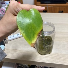 モンステラの画像