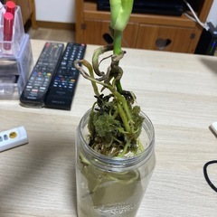 モンステラの画像
