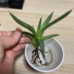アガベ　笹雪