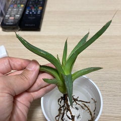 アガベ　笹雪の画像