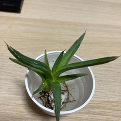アガベ　笹雪の画像
