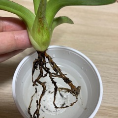 アガベ　笹雪の画像