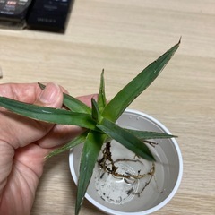 アガベ　笹雪の画像
