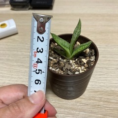 ガステリア 　子株の画像