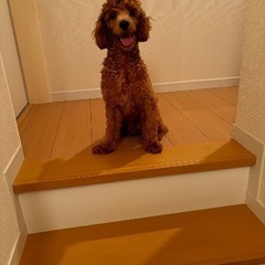1歳2ヶ月の男の子です！