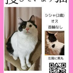 長毛の白黒猫です
