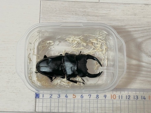 オオクワガタ 能勢SR 89.0mm (food) 名古屋のその他の中古