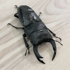 最旬トレンドパンツ オオクワガタ 名古屋のその他の中古 (food) 89.0mm 能勢SR その他