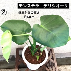 【２】大型モンステラ　デリシオーサ　大きめ幼苗　しっかり根張り　...