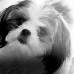 ペット友新規メンバー募集【犬友メンバー至急募集】