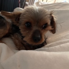 第一候補者決定しました！！ - 犬