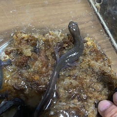 格安　エゾサンショウウオ　