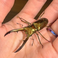 メタリフェルホソアカクワガタペア
