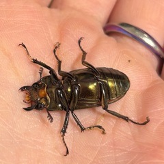 【売約済】メタリフェルホソアカクワガタペアの画像