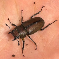 【売約済】メタリフェルホソアカクワガタペアの画像