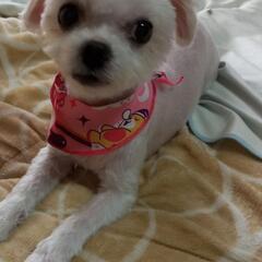 小型愛犬家🐶❣️集合ーーー‼️