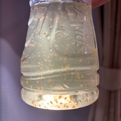 ミジンコ　みじんこ　②タイリクミジンコ　メダカの餌　めだかの画像