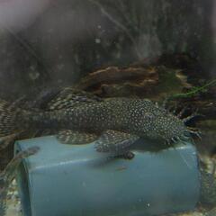 ブッシープレコ成魚産卵個体ワンペア。#メダカ#水槽#金魚#コケ取り　