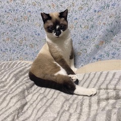 甘えた猫に変身したポン太くん🌸 − 京都府