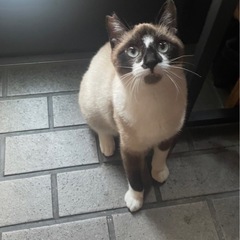 甘えた猫に変身したポン太くん🌸 - 京都市
