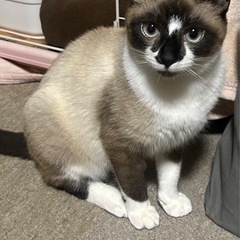 甘えた猫に変身したポン太くん🌸 - 猫