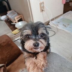 犬友 募集( * ´ ³`)